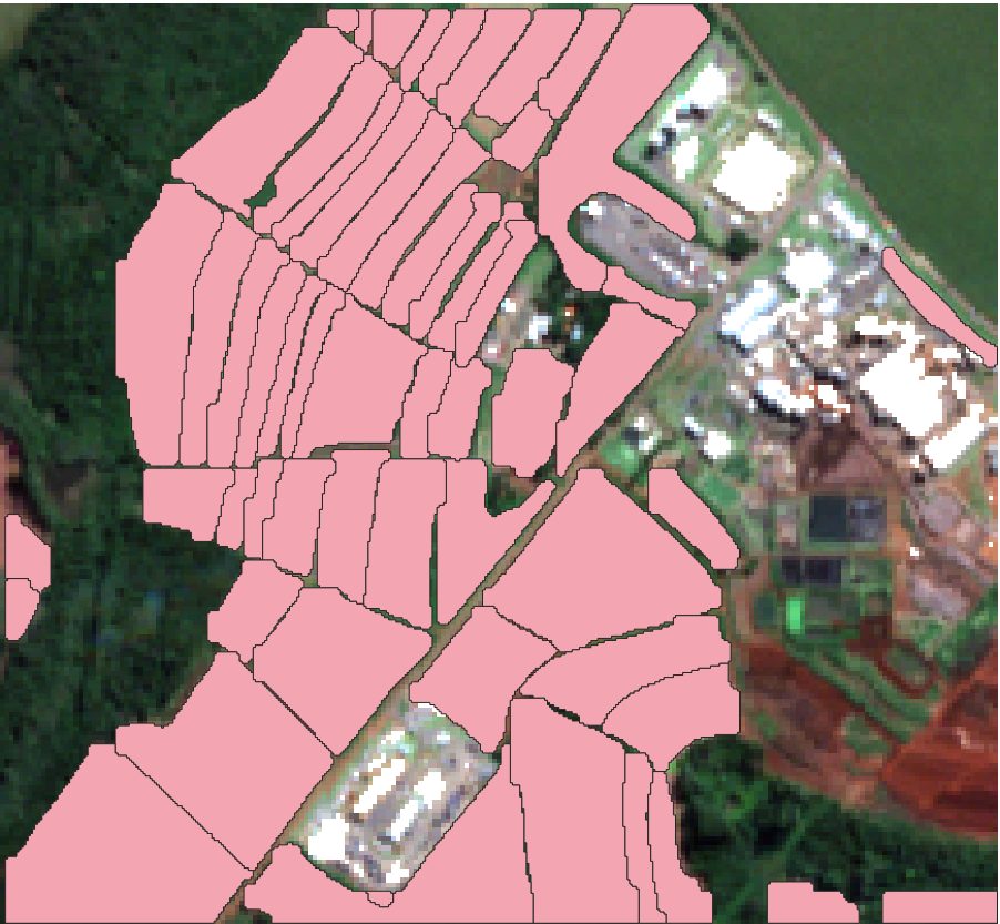 Automatic field polygons drawn in pink over the sugarcane property.