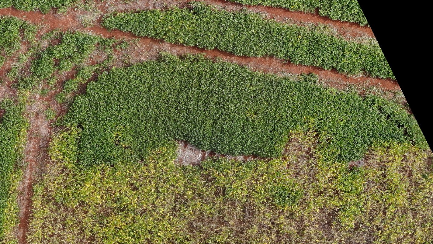 RGB orthomosaic of the plot at capture resolution showing crop rows and bare patches.