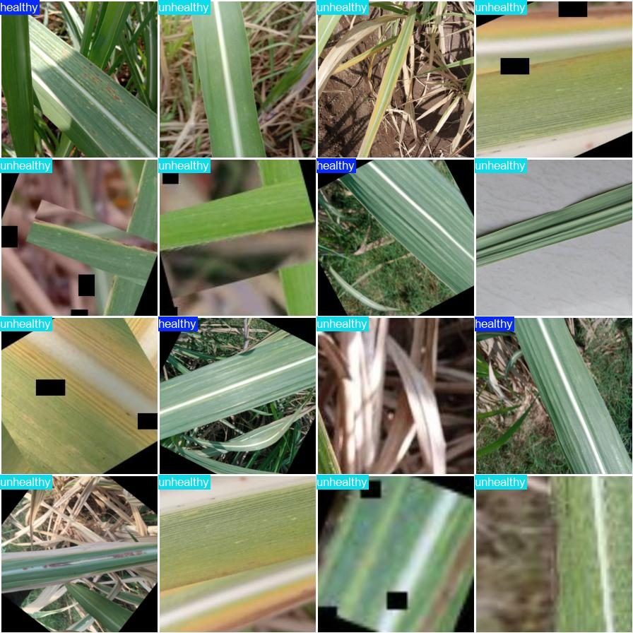 Batch of healthy leaf images with predicted labels.