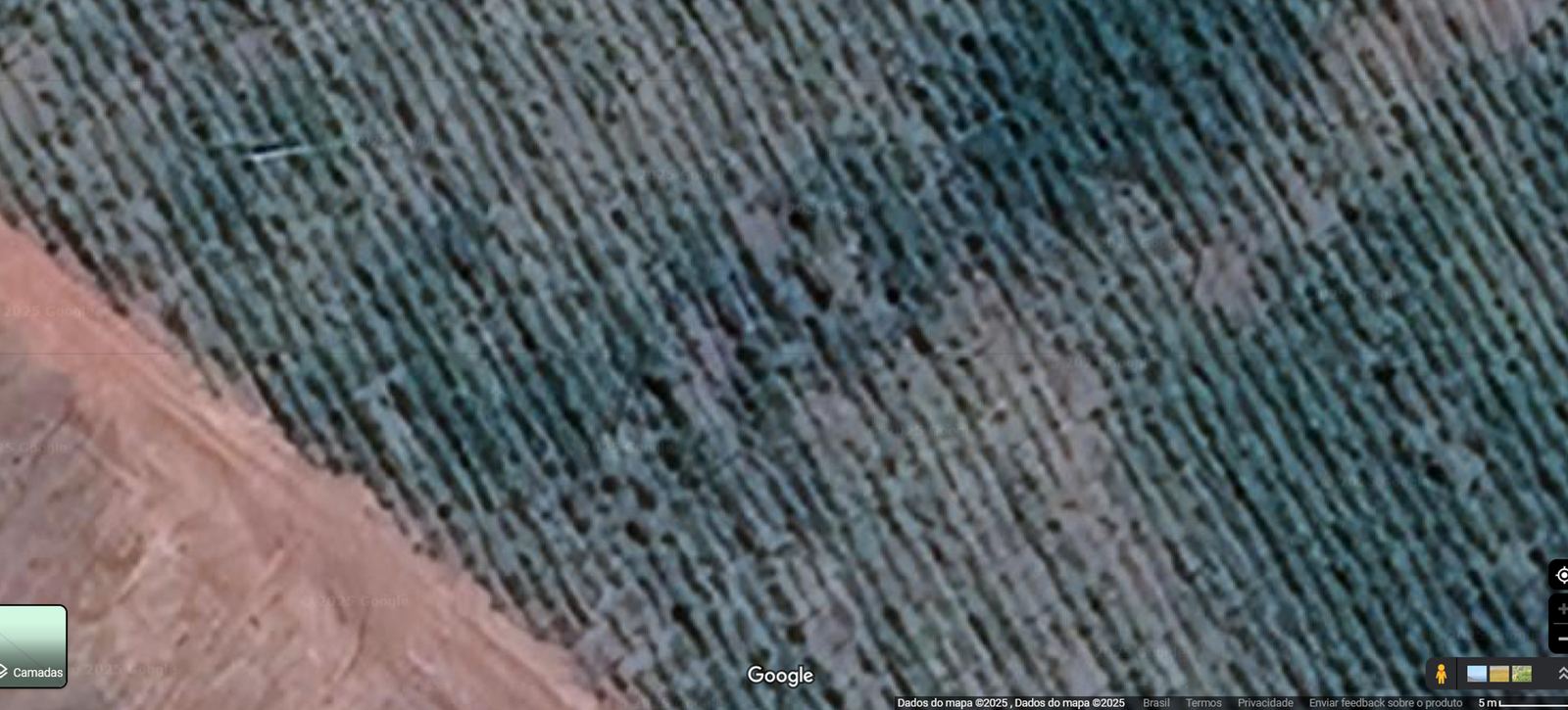 Satellite map view of crop rows at about five metres, with planting lines visible only as texture.