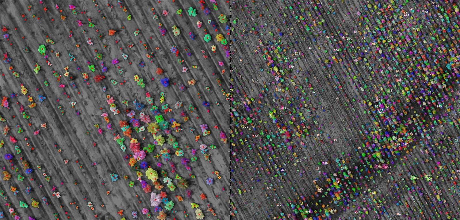 Split view of close plant masks with centroids and a wide pass where each plant has a numeric ID.