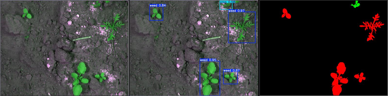 Three-step weed versus crop pipeline: raw plants, labeled bounding boxes with confidence, and a red-green action mask.