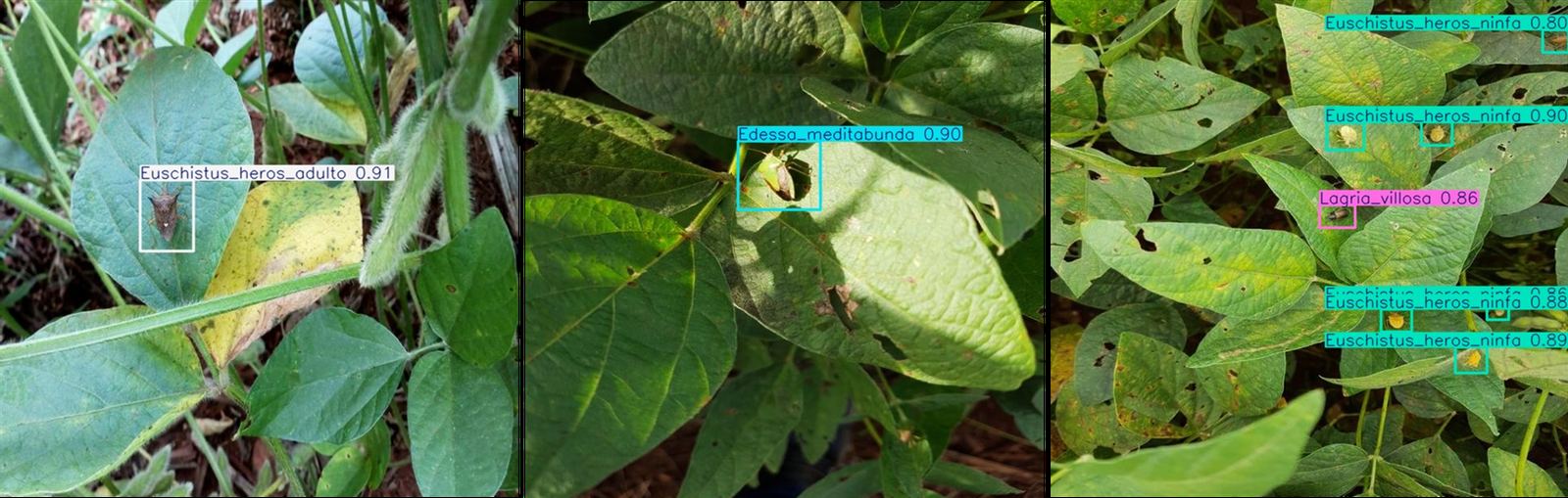 Soybean leaves with labeled detections of Euschistus heros adults and nymphs, Edessa meditabunda, and Lagria villosa.