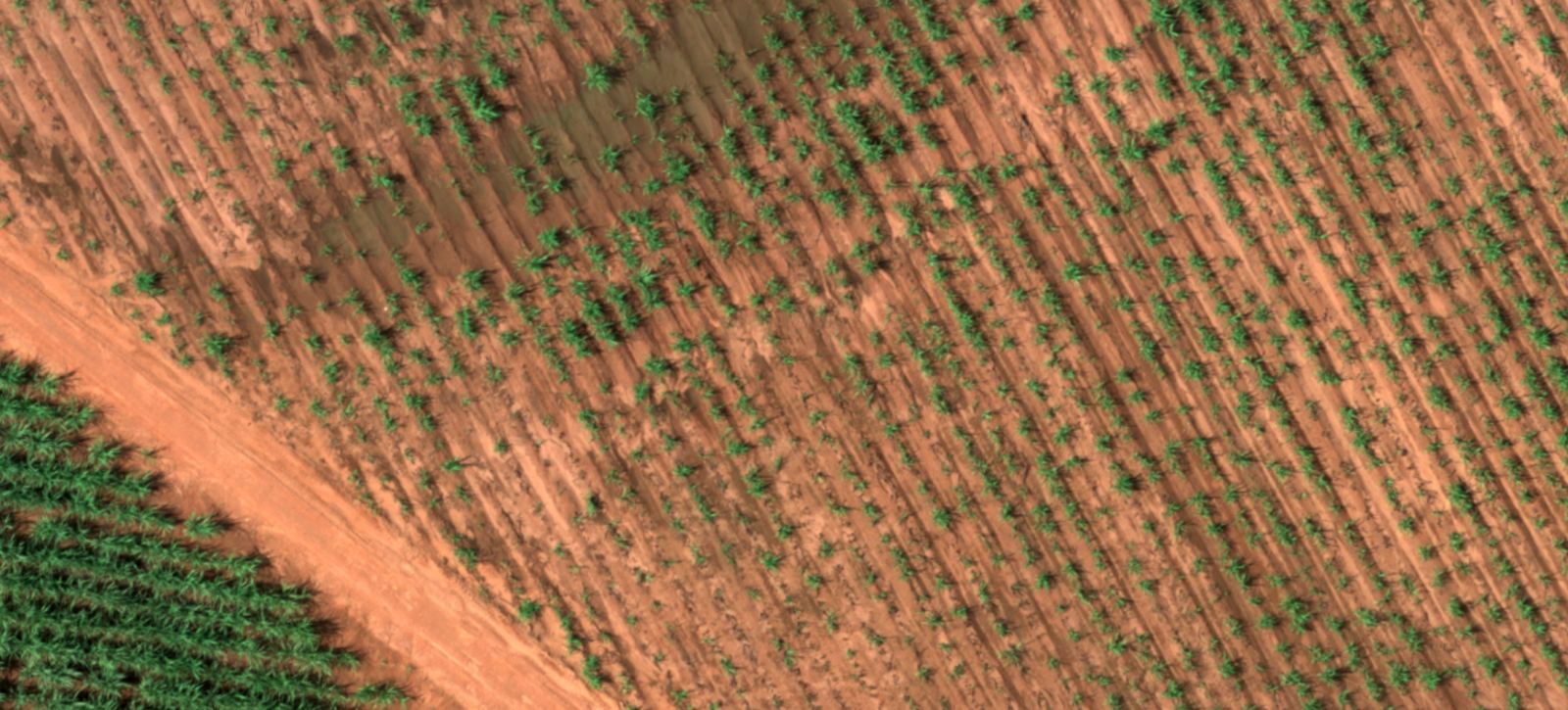 Aerial view of a mature green stand beside young crop rows on reddish soil.