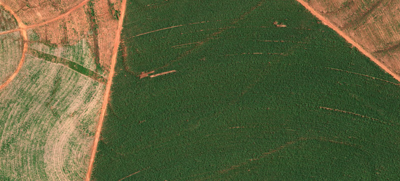 Overhead mosaic of adjacent plots with different planting patterns, dirt tracks, and crop density.
