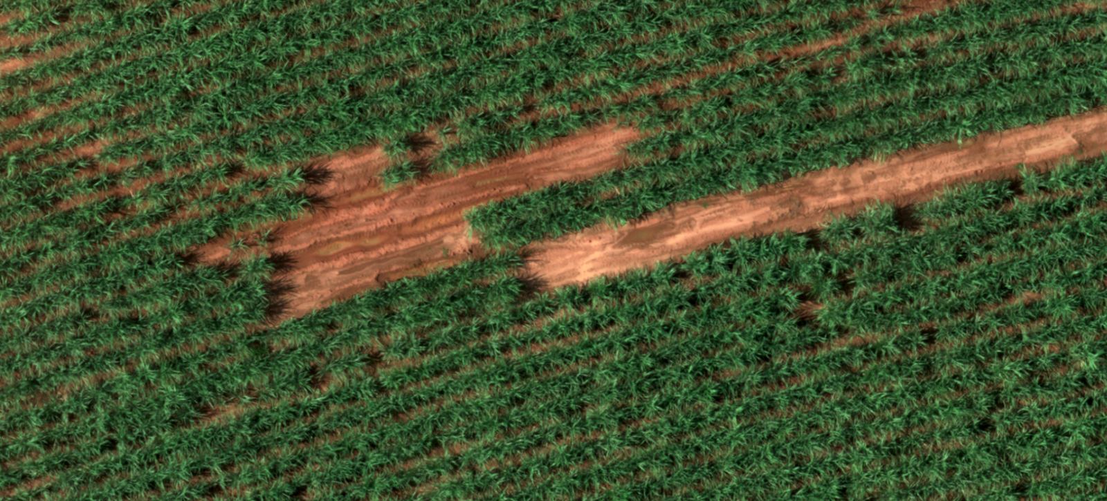 Sugarcane rows with irregular patches of bare reddish soil where plants failed to establish.
