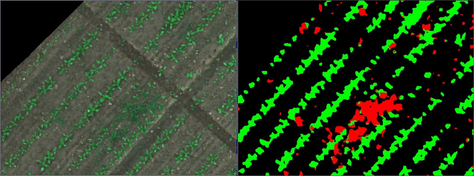 Side-by-side aerial of a young crop field and an AI mask with crops in green, weeds in red, and soil in black.