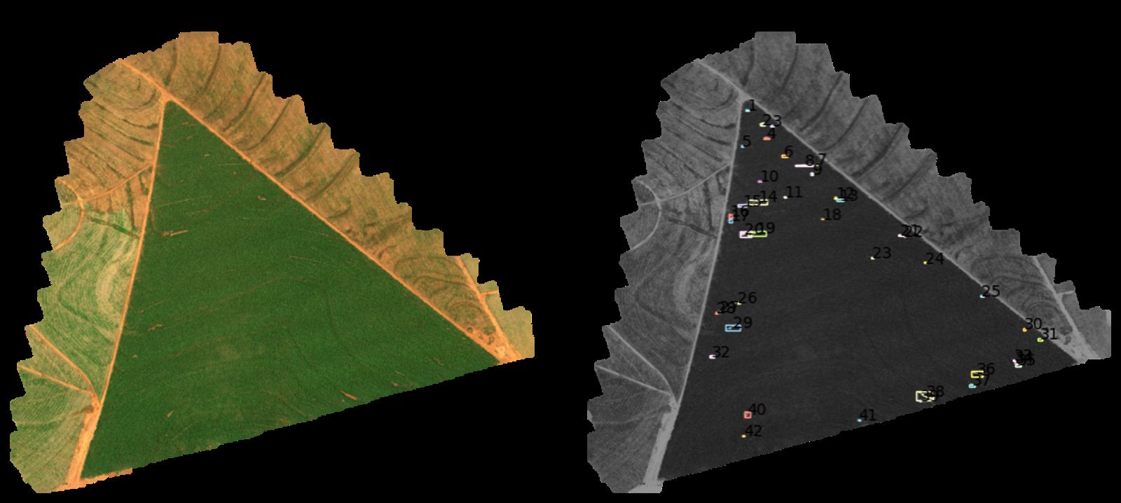 Triangular crop field next to a processed view with numbered bounding boxes on individual detections.