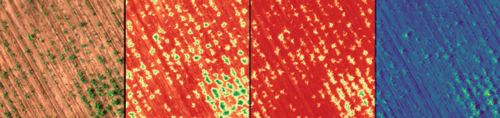 Four-panel capture of the same rows in natural color, vegetation index, high-contrast biomass, and a cool spectral band.